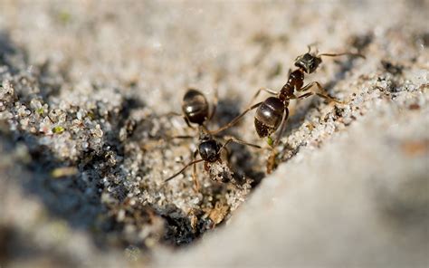 家中突然出現很多小螞蟻 耐蔭植物